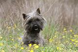 CAIRN TERRIER 636